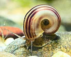 Generisch 3 Stück Marisa cornuarietis - Paradiesschnecke - idealer Futterrestefresser im Aquarium - Aquarienschnecke von Generisch