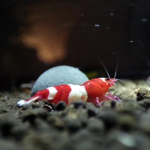 Happy Shrimp - Red Wine Garnelen | 10x Rot/Weiße Caridina Zwerggarnelen für Aquarium von Generisch