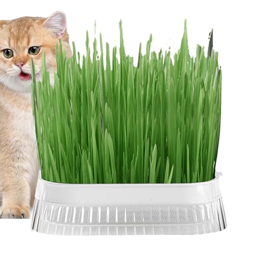 Katzengras-Pflanzkasten, Katzengras-Pflanzkasten für Zimmerkatzen - Katzengras-Pflanztopf - Katzengras-Pflanzschale, Haustier-Katzengras-Hydrokulturbox, Graspflanzbox, selbstbewässernder Katzengrasbeh von Generisch