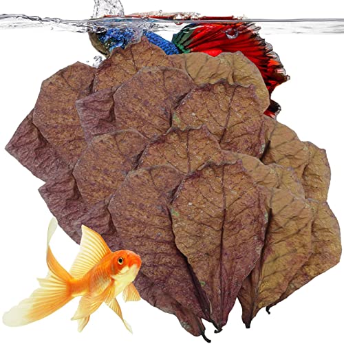 Mandelblätter – Betta-Garnelenblätter, tropische Fischblätter, pH-Balance-Wasseraufbereiter für Aquarium, Schildkrötenbecken, Fischtank für Schildkröten, Garnelen, Wels, Frosch, Lebensraum, Zubehör, von Generisch