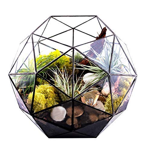 Moderner geometrischer Glas-Terrarium-Blumentopf für Tischplatte und Fensterbank-Dekoration von Generisch