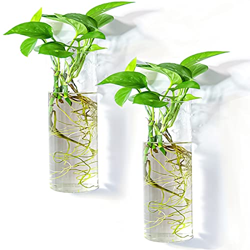 Pacdona 2 Stück Wandbehang Pflanzgefäße Glas-Terrarien Pflanzentopf – zylindrische Pflanzenhalter Luftpflanzen Sukkulenten Pflanzgefäße Blumen Glas Wand Vase Behälter für Dekoration Innen Garten von Genrics