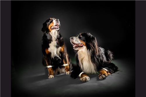 Hunde LED Leuchtbänder - LOOOOPS - Set aus 2 reflektierenden Schlaufen für die Pfoten | perfekte Sicht des Haustiers für Spaziergänge bei Dunkelheit Nacht Winter | USB wasserdicht hell blinken Flash von Geschenkschilder