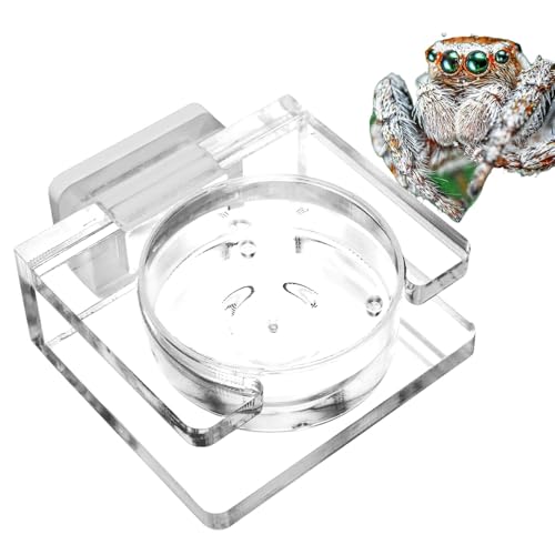 Tarantula Feeding Dish, Tarantula Water Bowl, Reptile Water Bowl, Jumping Spider Feeder Dish, Acrylic Jumping Spider Feeder for Crested Gecko, Magnetic Reptile Water Dish for Lizard Chameleon Pets von Ghjkldha