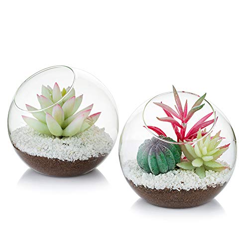 Glasluftpflanzenterrarium, 12 cm Kleines Terrarium, 2-TLG. Tischglas-Terrarienbehälter, Tischvitrine Topf-Innendekor für Sukkulenten, Kakteen, Kerzen von Glasseam