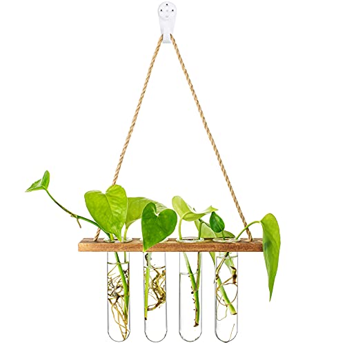 Wandbehang aus Glas, modern, schönes Pflanzen-Terrarium mit Holzständer, Reagenzglas-Vase, Luft-Pflanzgefäß-Halter mit Haken und Bürste für Hydrokultur-Pflanzen, eine Schicht, braun von Glasseam