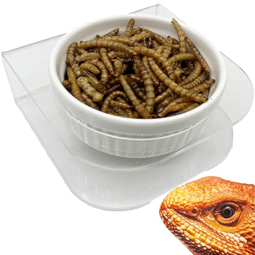 GXSDJ Pasteable Reptile Feeding Ledge,Acrylic Gecko Feeder Ledge with 1PCS Ceramic Cups,Reptile Food Water Bowl for Bearded Dragon Eidechse Snake, Reptile Terrarium Tank Accessories von Gxsdj