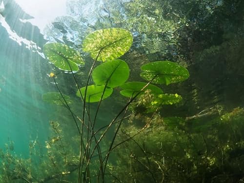 Wasserreinigende Teichpflanzen Set | Anti Algen | natürlicher Algenvernichter | Gärtner-Qualität aus Deutschland von H2O-Pflanze