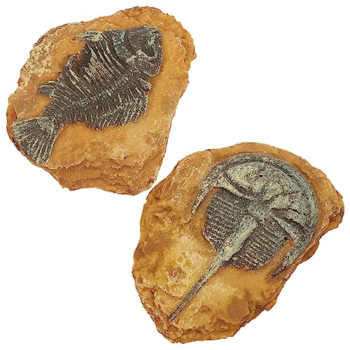 HAPINARY 2Er-Box simuliertes Harzfossil bärtiger Drache Lebensraum Dekor Fisch Aquarium Dekoration Reptile Decor Snake Box Ornaments Eidechsen dekorative Reptiliendekore Gecko-Landschaft von HAPINARY