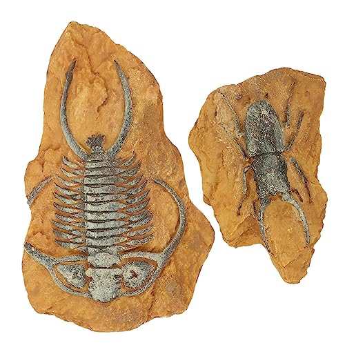 HOUDERCO 2Stücke Fossil Reptilien Dekoration Kreative Dekoration aus Hochwertigem Harz Design für Reptiliengehege und Terrariengestaltung HOUDERCO 2Stücke Fossil Reptilien Dekoration Kreative Dekoration aus Hochwertigem Harz Design für Reptiliengehege und Terrariengestaltung von HOUDERCO