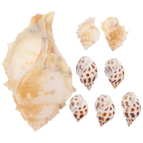 HOUDERCO 8pcs Einsiedler Krabbenschale Aquariumschale Dekore Vase DIY Shell Füllmaterial Fischtank Natürliche Muschelschale von HOUDERCO