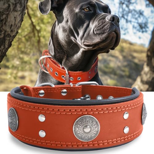 Hundehalsband Leder, 5 cm Breites Robustes Echtes Lederhalsband, Handgefertigt, Weich und Luxuriös, Auffällige Beste Wahl für Große und Mittelgroße Hunderassen,orange 42-52 cm von HQSHNY