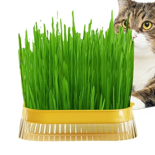 HUNJHYC Katzengras-Pflanzgefäß, Kindergarten Pflanztopf für Katzengras – Katzensnack, Katzenpflanzung, Hydrokulturbox, Katzengrasbehälter, Hydrokultur-Katzengrasbox, Katzengras-Pflanzschale für Katzen von HUNJHYC