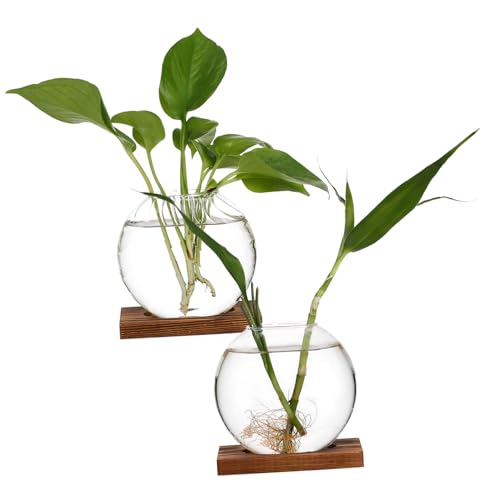 HYTROVE 2 STK Kreative Vase Vermehrungsvasen Für Pflanzen Goldener Behälter Hydroponisches Pflanzenterrarium Pflanzterrarien Mehrere Vermehrungsgefäße Kleines Terrarium Glas Transparent von HYTROVE