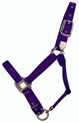 Hamilton 1-Inch Nylon Adjustable Horse Halter, 800-1100-Pound, Purple von Hamilton