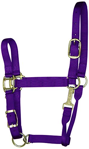 Hamilton 1-Inch Nylon Adjustable Quality Halter with Chin Snap for 1100 to 1600-Pound Horse, Large, Purple von Hamilton