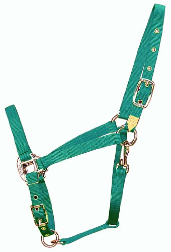 Hamilton 3/4-Inch Nylon Arabian Horse Halter with Adjustable Chin and Throat Snap, Average, 800 to 1100 pounds, Green von Hamilton