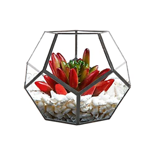 Geometrische Dekorative Terrarium Cube Geneigte Klarglas Pflanzer Tischplatte Schwarz Kleine Air Plant Halter für Farn Moos Sukkulente Luft Pflanzenhalter Glas Display Pflanzgefäß von Hapivida