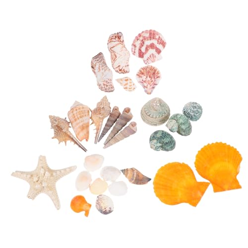 Happyyami 1 Natürliche Seestern-Muschelschale natürliche Muscheln Meeresornament Pflanzen DIY Aquarium Dekoration Aquarium Dekoration Set Aquarienmuscheln Natürliche Schale von Happyyami