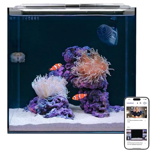 HelloReef Clownfish & Anemone Aquarium-Set von HelloReef