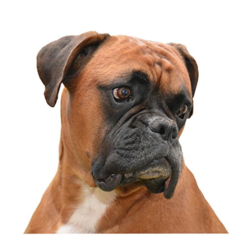 Henry The Dog Boxer-Hundehalsband, Größe L, 40 cm bis 50 cm von Henry The Dog