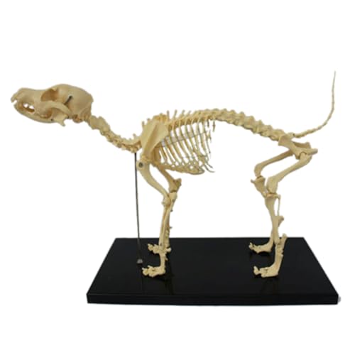 Hermosiey Hundeskelettmodell, Hundeanatomie, Tierlehrmodell, Labor, Veterinärlehre, Demonstrationswerkzeug von Hermosiey