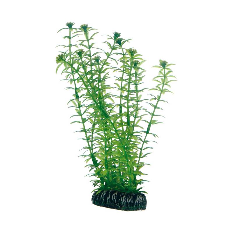 Hobby Aquariumdekoration Lagarosiphon 20 cm von Hobby Aquaristik