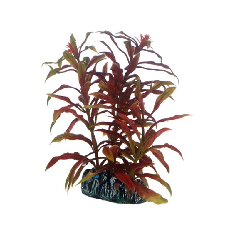 Hobby Aquariumdekoration Nesaea 13 cm von Hobby Aquaristik