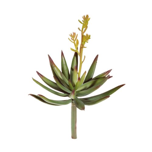 Hobby 37039 Haworthia, Breite 15 cm von Hobby