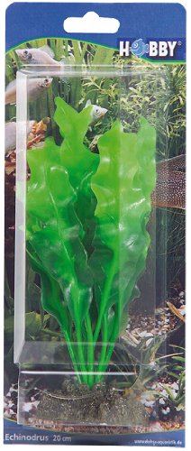 Hobby Aquaristik Echinodrus I 20 cm von Hobby