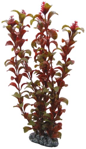 Hobby Rotala - 30 cm von Hobby