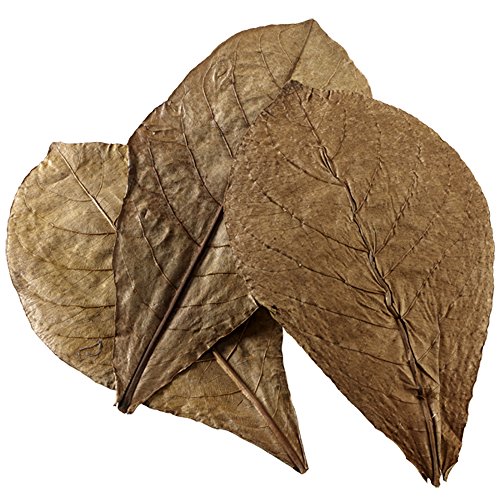 Hobby 51105 Catappa Leaves, XL, 12 Stück von Hobby