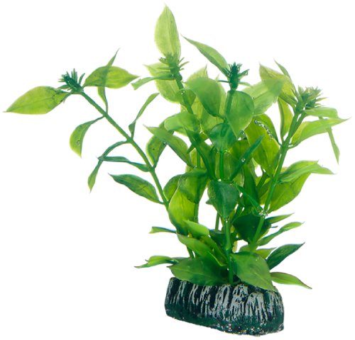 Hobby 51559 Hygrophila, 13 cm von Hobby