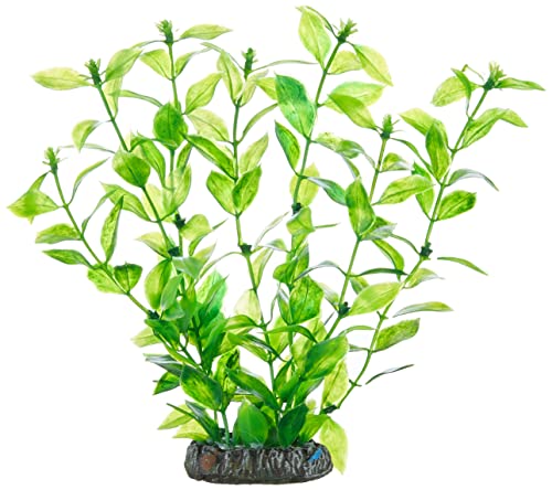 Hobby 51560 Hygrophila, 20 cm von Hobby