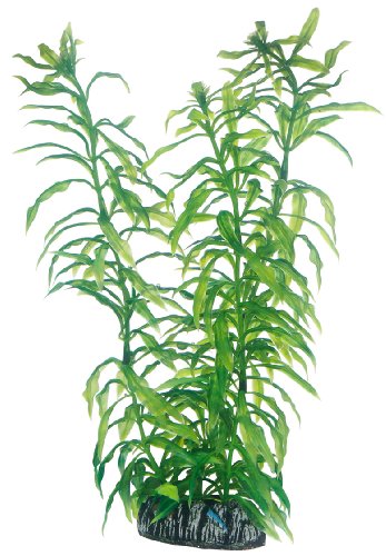 Hobby 51566 Heteranthera, 25 cm von Hobby