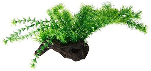 Hobby Flora Root 3 - L, 30 cm von Hobby