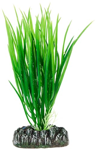 Hobby Cyperus - 16 cm von Hobby