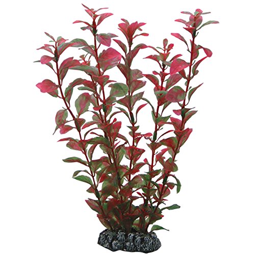 Hobby Ludwigia - 25 cm von Hobby