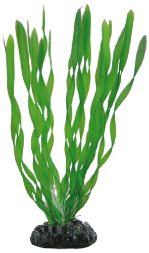 Hobby Vallisneria - 20 cm von Hobby