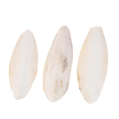 Hohopeti 3 STK Cuttlebone molares nager Spielzeug kalkreiniger kalklöser Zähne Schleifen Cuttlebone für Schnecken Cuttlebone-Beißspielzeug Cuttlebone Kauspielzeug Beige von Hohopeti