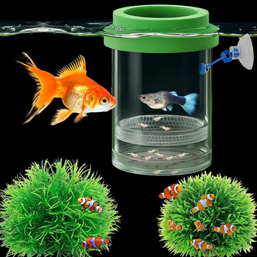 Betta Guppy Zuchtbox für Aquarien, Grün, M Betta Guppy Zuchtbox für Aquarien, Grün, M von Homedy Crafts