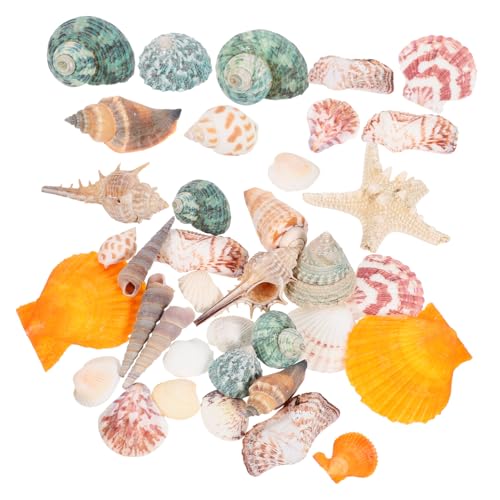 Housoutil 1 Natürliche Seestern-Muschelschale DIY Aquarium Dekoration Aquarium Dekoration Set Aquarium Dekoration Zubehör Ornament natürliche Muschel Aquarienmuscheln Hülse Dekorationen von Housoutil