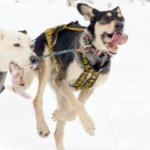 Howling Dog Alaska Hound X-Back Zuggeschirr in Gelb Canicross Dogscooting Bikejöring (M) von Howling Dog Alaska