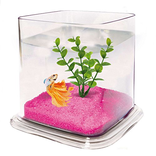 ICA pt072 a Bettera Betta Paradise von ICA