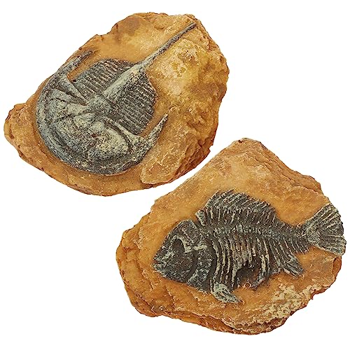 INOOMP 6 STK Simuliertes Harzfossil Trilobiten-Ornament Eidechsenspielzeug Terrarienbehälter Schildkrötendekorationen Für Zu Hause Reptil Krabbelspielzeug Meerestiere Spielzeug von INOOMP