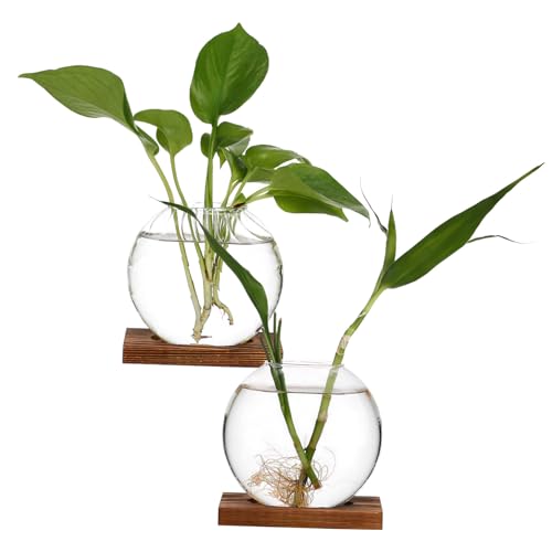 IWOWHERO 2 STK kreative Vase Vermehrungsvasen für Pflanzen Terrarienglas Pflanzenterrarium Vermehrungsgefäße Transparente Glasvase Terrarium Glasvase klare Vase Blumentopf aus Glas von IWOWHERO