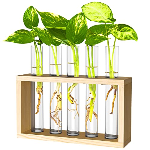 Ivolador Pflanzgefäß zum Aufhängen, Reagenzglas, Blumenvase, Glas-Terrariumin, Holzständer, perfekt für die Anzucht von Hydrokultur-Pflanzen, Glas, farblos, 3 Test Tube von Ivolador