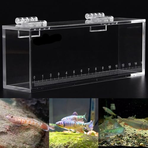 Tragbare Fischbeobachtungsbox, transparentes Aquarium zum Angeln im Freien, Skalenmarkierungen (klein) von JINSBON