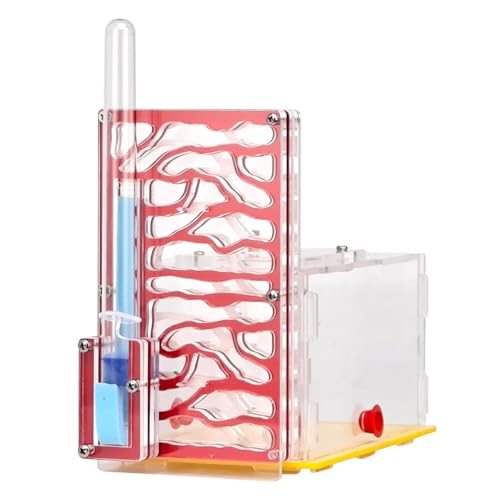 JISADER Transparentes für Pädagogische Zwecke Und Als Geburtstagsdekoration, Rot JISADER Transparentes für Pädagogische Zwecke Und Als Geburtstagsdekoration, Rot von JISADER