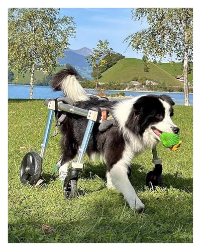 JIURUOZ Hunderollstuhl, Rollstuhl für Hunde, Vollständiger Hunderollstuhl mit 4 Rädern, Mobilitätshilfen for kleine, mittelgroße und große Haustiere(Medium) von JIURUOZ